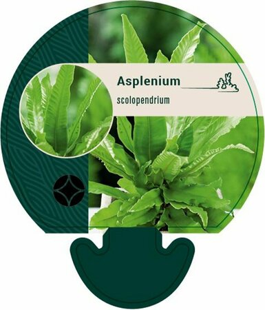 Asplenium scolopendrium P9 - afbeelding 7