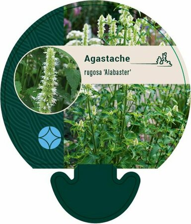 Agastache rugosa 'Alabaster' P9 - afbeelding 3