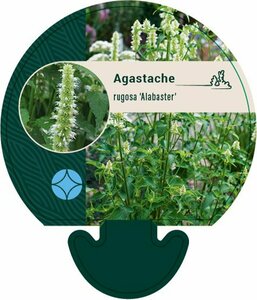 Agastache rugosa 'Alabaster' P9 - afbeelding 3
