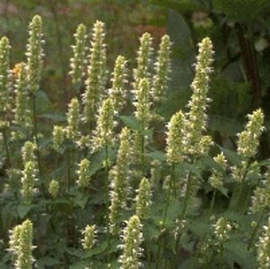 Agastache rugosa 'Alabaster' P9 - afbeelding 4
