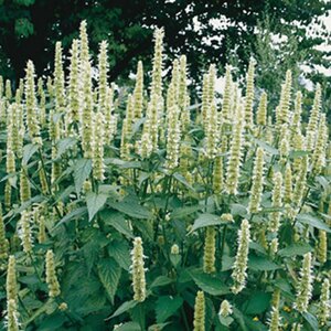 Agastache rugosa 'Alabaster' P9 - afbeelding 2