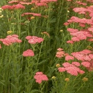 Achillea millefolium 'Cerise Queen' P9 - afbeelding 2