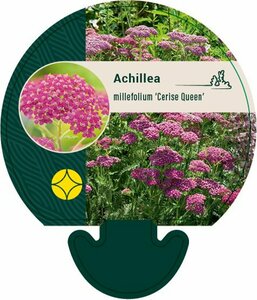 Achillea millefolium 'Cerise Queen' P9 - afbeelding 1