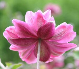 Anemone hybrida 'Pamina' P9 - afbeelding 1