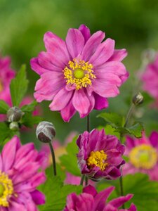 Anemone hybrida 'Pamina' P9 - afbeelding 2