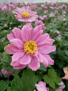 Anemone hybrida 'Pamina' P9 - afbeelding 4