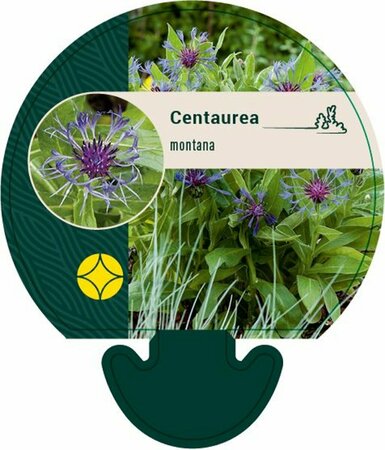 Centaurea montana P9 - afbeelding 2