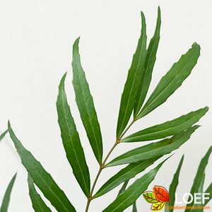 Mahonia confusa 'Nara-hiri' 40/50 C.