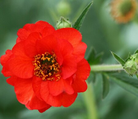 Geum chiloense 'Mrs Bradshaw' P9 - afbeelding 2