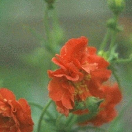 Geum chiloense 'Mrs Bradshaw' P9 - afbeelding 3
