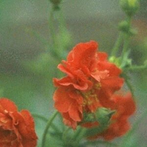 Geum chiloense 'Mrs Bradshaw' P9 - afbeelding 3