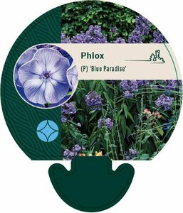 Phlox paniculata 'Blue Paradise' P9 - afbeelding 1