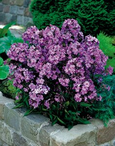 Phlox paniculata 'Blue Paradise' P9 - afbeelding 2
