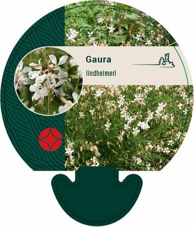 Gaura lindheimeri C2 - afbeelding 5