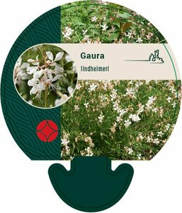 Gaura lindheimeri C2 - afbeelding 5