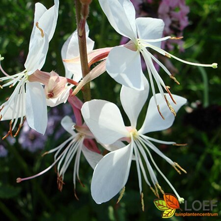 Gaura lindheimeri C2 - afbeelding 1