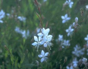 Gaura lindheimeri C2 - afbeelding 2