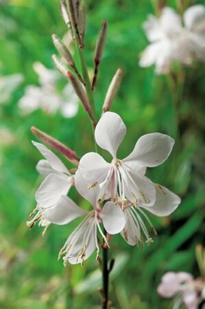 Gaura lindheimeri C2 - afbeelding 6