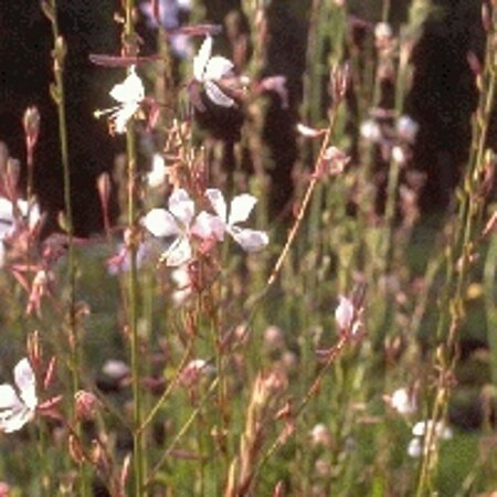 Gaura lindheimeri C2 - afbeelding 7