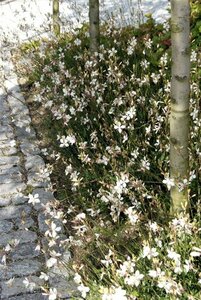 Gaura lindheimeri C2 - afbeelding 8