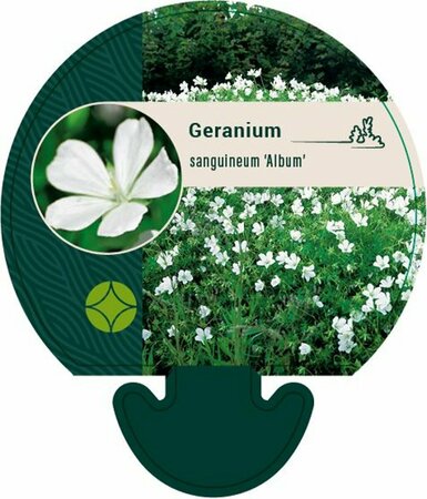 Geranium sanguineum 'Album' P9 - afbeelding 11