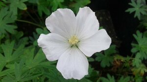 Geranium sanguineum 'Album' P9 - afbeelding 7