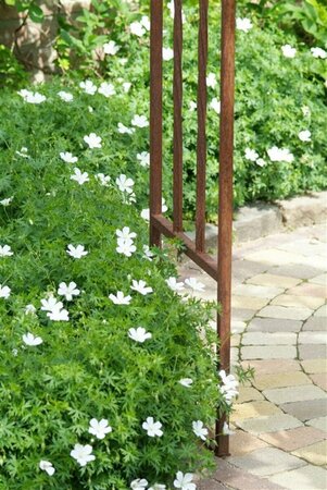 Geranium sanguineum 'Album' P9 - afbeelding 5