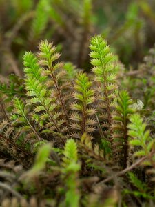 Leptinella squalida 'Platt's Black' P9 - afbeelding 1