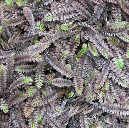 Leptinella squalida 'Platt's Black' P9 - afbeelding 2