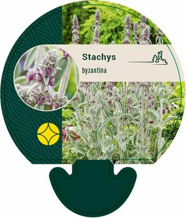Stachys byzantina P9 - afbeelding 5