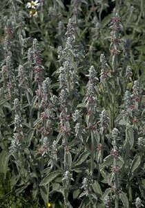 Stachys byzantina P9 - afbeelding 1