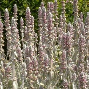 Stachys byzantina P9 - afbeelding 6