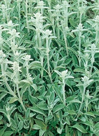 Stachys byzantina P9 - afbeelding 7