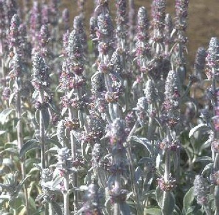 Stachys byzantina P9 - afbeelding 4