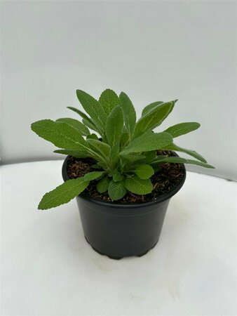 Stachys byzantina P9 - afbeelding 8