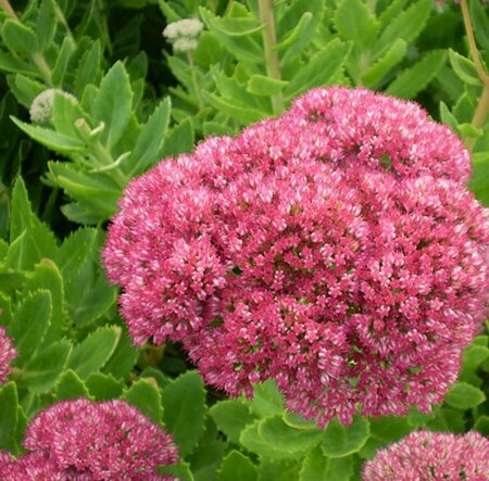 Sedum spectabile 'Brillant' P9 - afbeelding 3