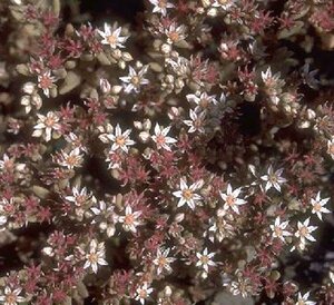 Sedum album P9 - afbeelding 1