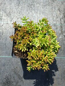 Sedum album P9 - afbeelding 8