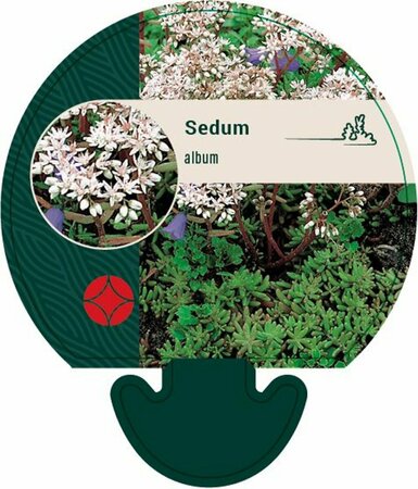 Sedum album P9 - afbeelding 9