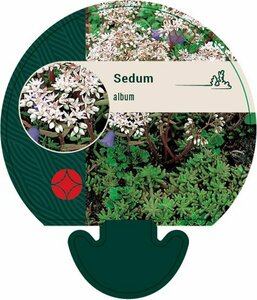 Sedum album P9 - afbeelding 9