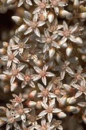 Sedum album P9 - afbeelding 2