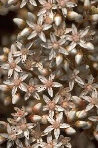 Sedum album P9 - afbeelding 2