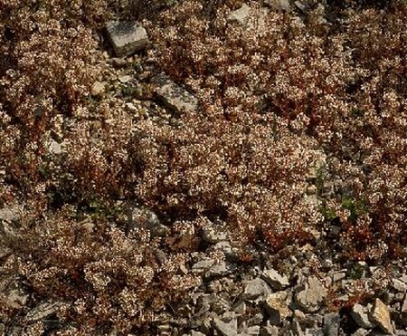 Sedum album P9 - afbeelding 3