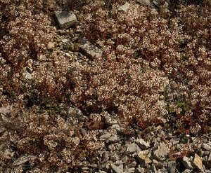 Sedum album P9 - afbeelding 3