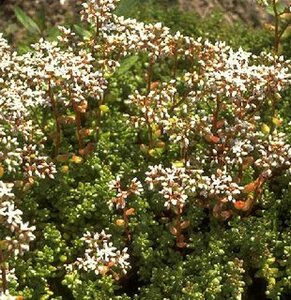Sedum album P9 - afbeelding 4