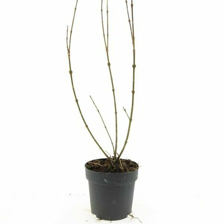 Forsythia intermedia 'Spectabilis' 60/80 C. - afbeelding 13
