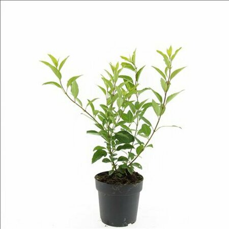 Forsythia intermedia 'Spectabilis' 60/80 C. - afbeelding 8