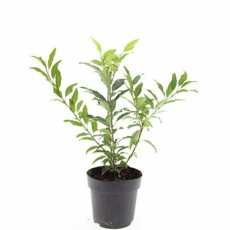 Forsythia intermedia 'Spectabilis' 60/80 C. - afbeelding 10