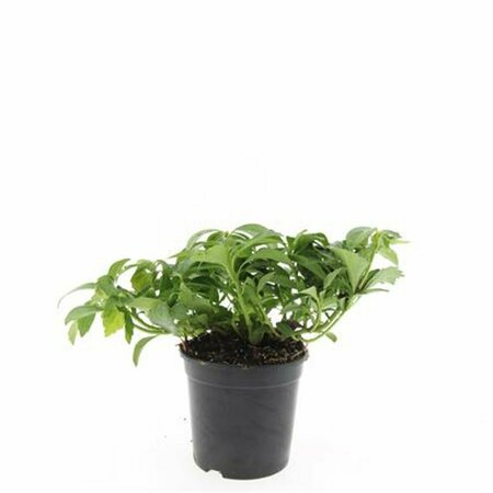 Pachysandra terminalis 'Green Carpet' P9 - afbeelding 2