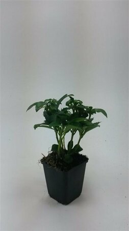 Pachysandra terminalis 'Green Carpet' P9 - afbeelding 12